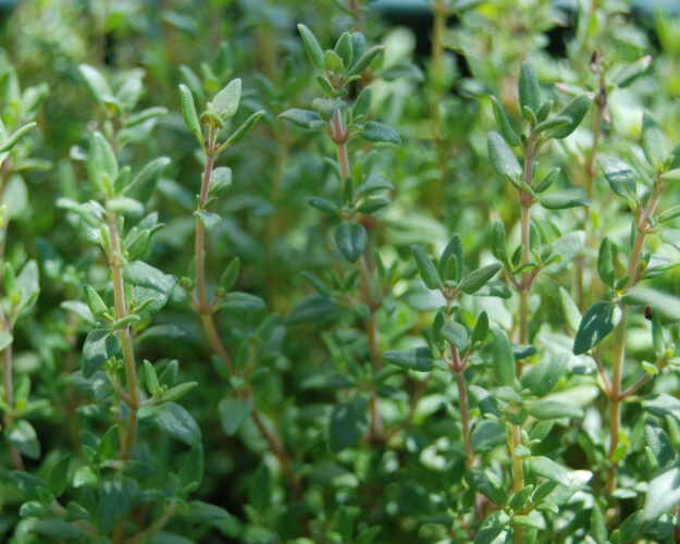 Perfect Time for Thyme